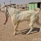 تيس مطور فاخر