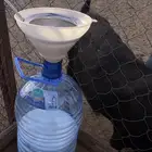 حليب معز طازج