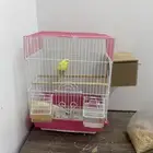 أنثى باجي تغرد صحتها شرط معاها قفص وعيش  1 4  كيلو علف