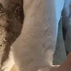 حيونات
