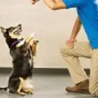 دلوقتى تقدر تطمن على حيوانك الأليف