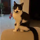 قطوه صغيره للتبنى