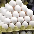 بيض بط بكيني ج