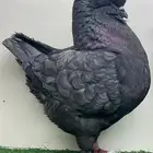 كنق فاخر لون ومستوى