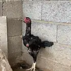 ديك شامو الماني .