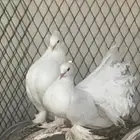 للبيع حمام رقاص
