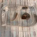 حلزون وسمكه