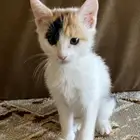 قطه بلديه انثى