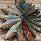 اسماك البحر