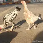 دجاجه وديك فارسي الدجاجه بياض