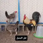 دجاج عربي اصيل