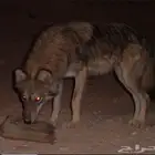 مطلوب جرو ذيب الطايف مكه الليث جدة
