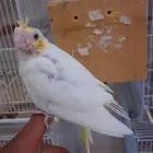فرخ كروان لاتينو