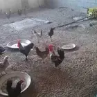 دجاج بلدي وديوك للبيع الجاد يتوصل معي