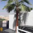 نخل واسنطني البيع