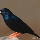 طائر كومباسو السنغالي النادر