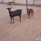 ماعز جنوبيات مع الفحول