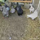 حمام كنق فرش مستويات قويه