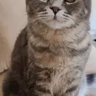 ذكر سكوتش للتبني