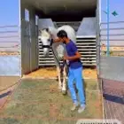 عربة نقل خيل ديانه توصيل خيل