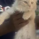 قطة أمريكي