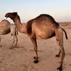 3 ضرايب صفر وحده ثنيه وحده رباع وحده ام ثالث للبيع