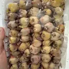 للبيع دخل