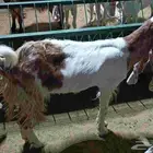 ماعز هولندي صافي