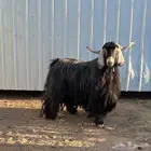 تيس فحل عارضي