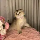 قطط سكوتش تربل فولد للبيع