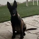 كلاب مالينو