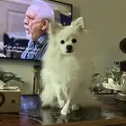 كلب بوميرينيان للبيع