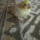 عصفور كوكتيل