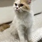 قطة ضايعة