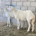 حريات(تم البيع)