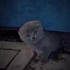 للبيع محبين كيتن سكوتش وراغدول العمر شهر واسبوع