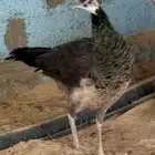 أنثى طاووس منتجة