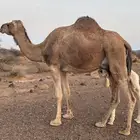 خلفه مصغر للبيع