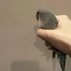 طير روز أليف للبيع