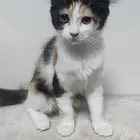 قطه صغيرة للتبني