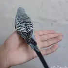 انثى باجي