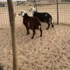 بهم وخروف ساكني مربي