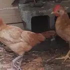 دجاج