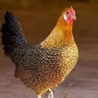 مطلوب دجاج أحمر فيومي (أورنج فيومي) وكما في الصور