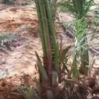 يوجد فروخ خضري للبيع