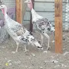 دجاج وديك ورومي