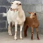 عنز سانين