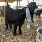 للبيع جذعه خصم الخصم