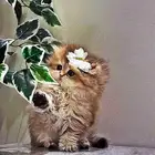 قطط صغيره _ كتن سكوتش بيور للبيع