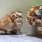 كتن سكوتش بيور للبيع